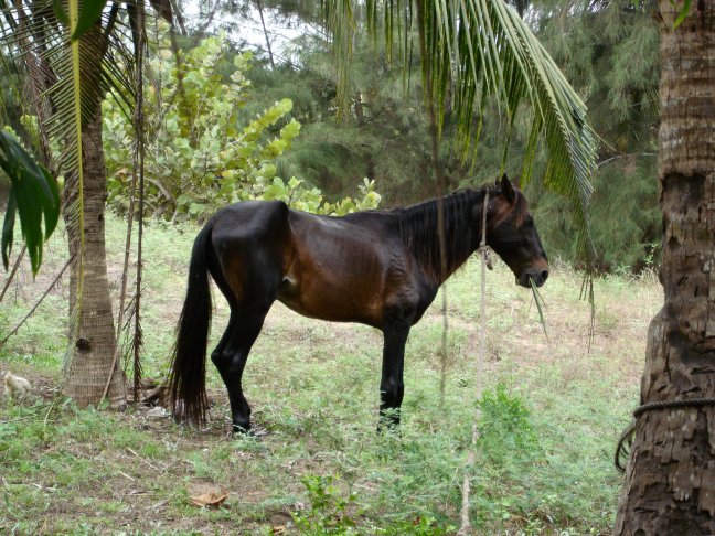 horse,Jardin Helvetia