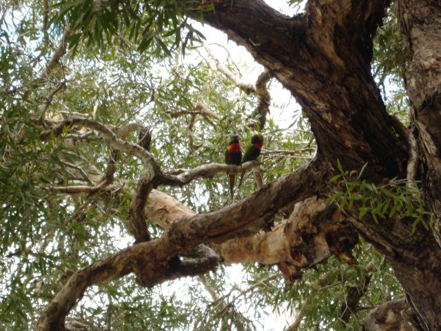 Bribie Island