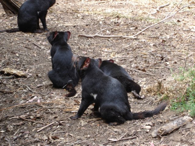Tasmania