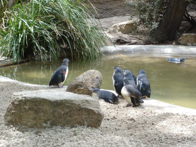 Melbourne,zoo