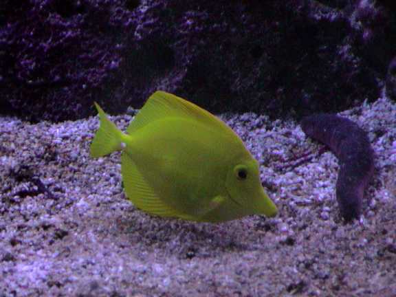 Pesce giallo