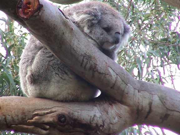 Koala