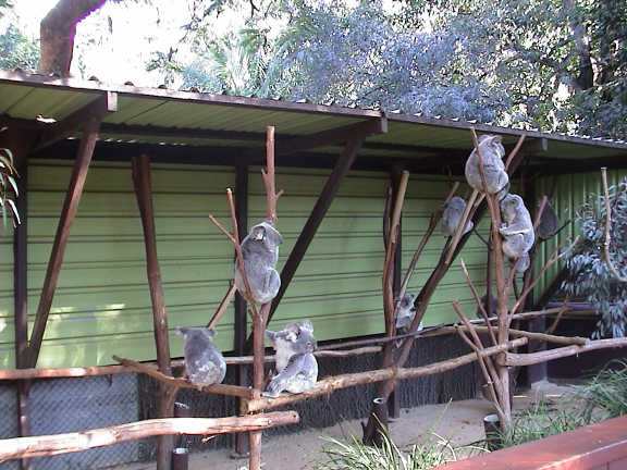 Alcuni koala