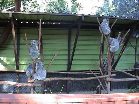 Alcuni koala