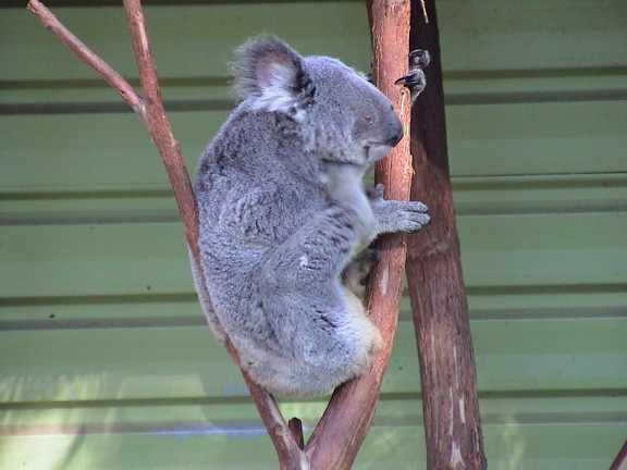 Koala