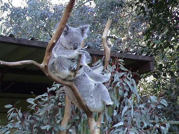 Koala