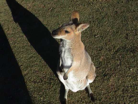 Canguro con piccolo nel marsupio