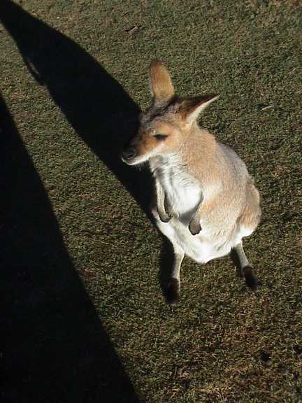 Canguro con piccolo nel marsupio