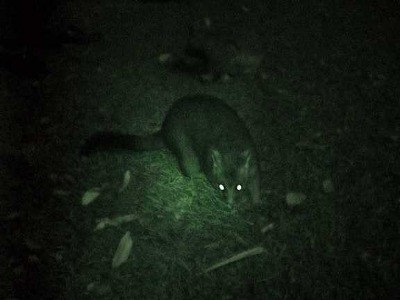 Opossum
