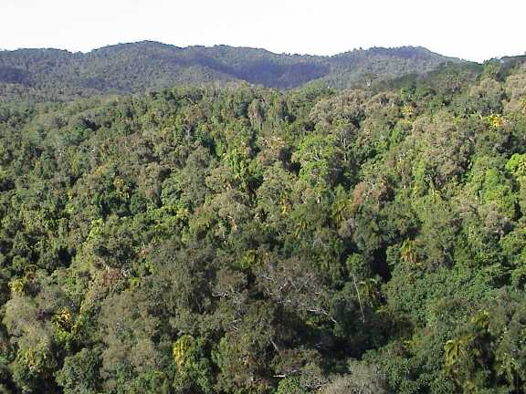 Foresta pluviale