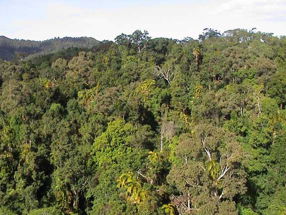 Foresta pluviale