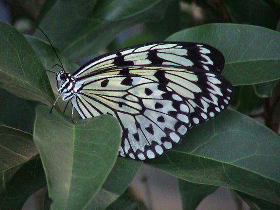 Mariposario del Drago