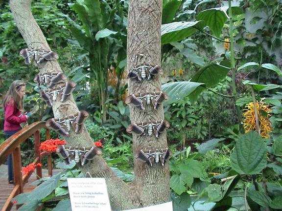 Mariposario del Drago