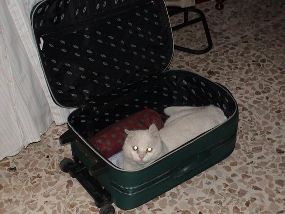 Grisha collauda la valigia