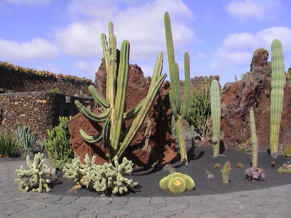 Jardin de Cactus