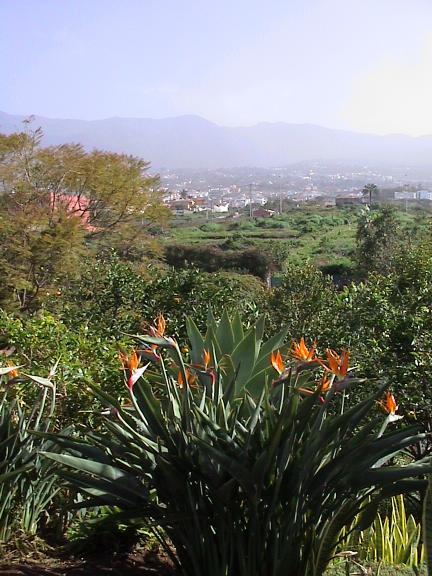 Panorama dalla Bananeria Guanche
