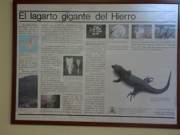 Manifesto sul lagarto gigante